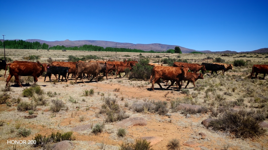 4 Bedroom Property for Sale in Middelburg Rural Eastern Cape